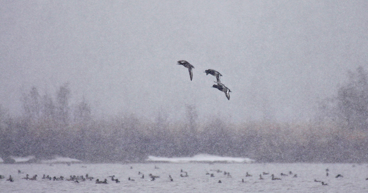 Greater scaup flying in snowfall. Photo by Michael Furtman